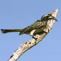 African Grey Hornbill